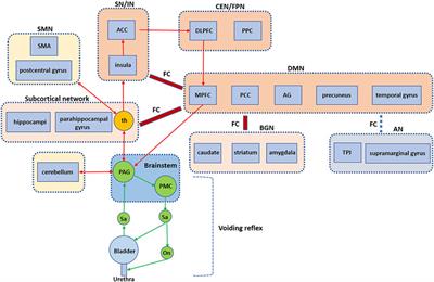 Functional brain imaging and central control of the bladder in health and disease